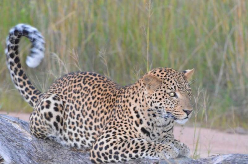 4 Days Truly Zambian Holiday in Kafue National Park Tour