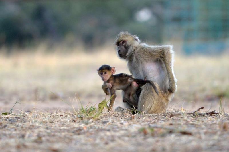 4 Days Truly Zambian Holiday in Kafue National Park Tour