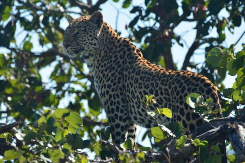 4 Days Truly Zambian Holiday in Kafue National Park Tour