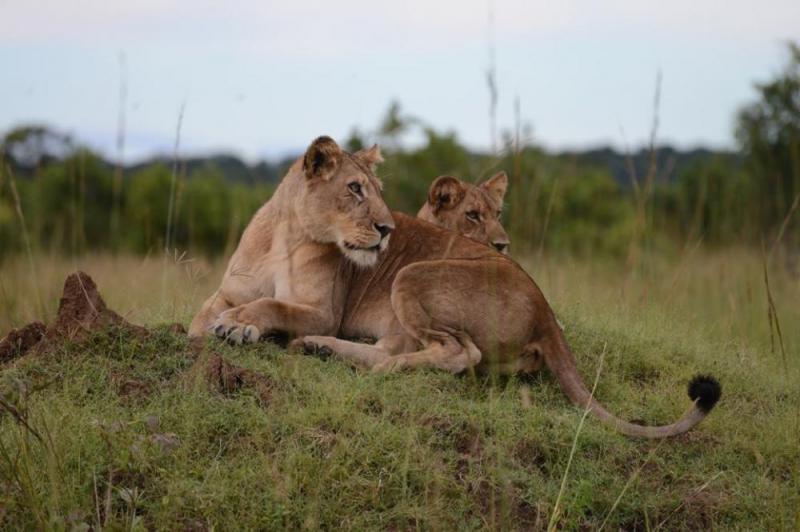 4 Days Kafue National Park Zambia Safari Tour