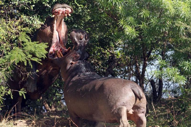 4 Days Kafue National Park Zambia Safari Tour