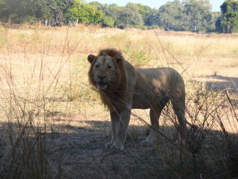 5 Days Explore South Luangwa Bush Camping Tour