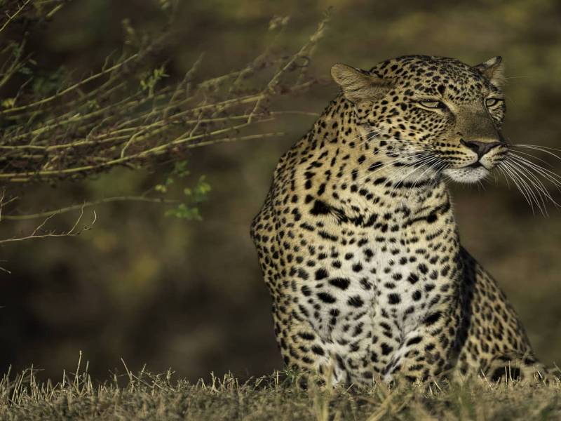 7 Days – Exciting Affordable Zambia Safari Tour