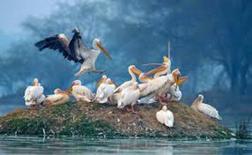 Gujarat Bird Sanctuary Tour