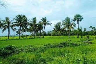 Green Kerala Package