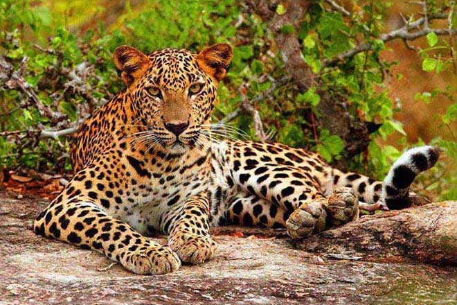 Sri Lanka Wild Life Trip Package