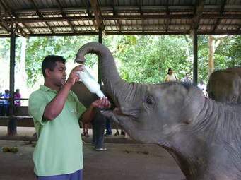 Sri Lanka Short Tour