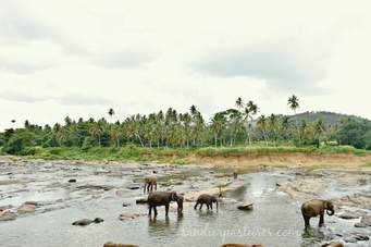 Sri Lanka Short Tour