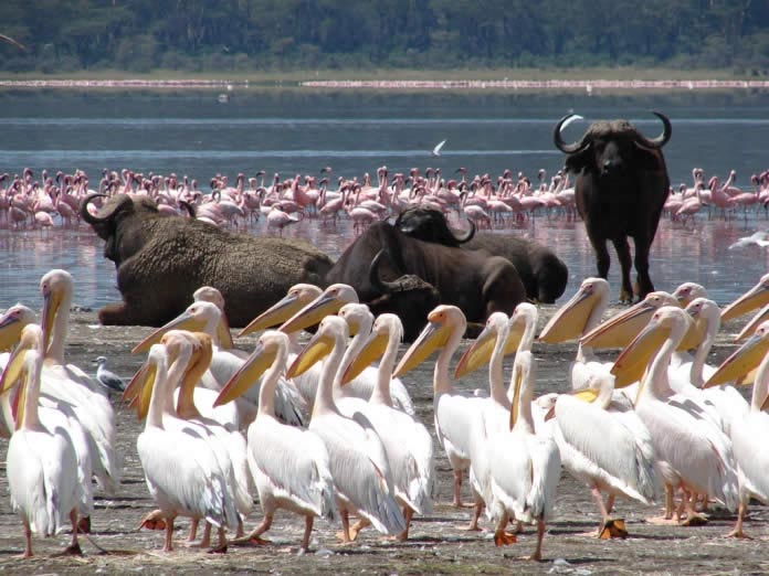 Lake Nakuru & Masai Mara Safari In - 4 Days Tour