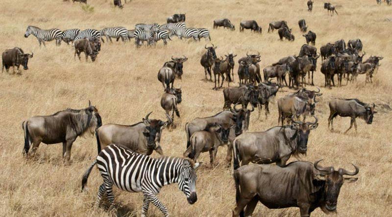Great Masai Mara Safari In 4 Days Tour