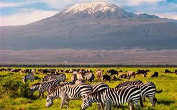 Amboseli - Lakes Naivasha & Nakuru - Masai Mara - 7 Days Safari Kenya Tour