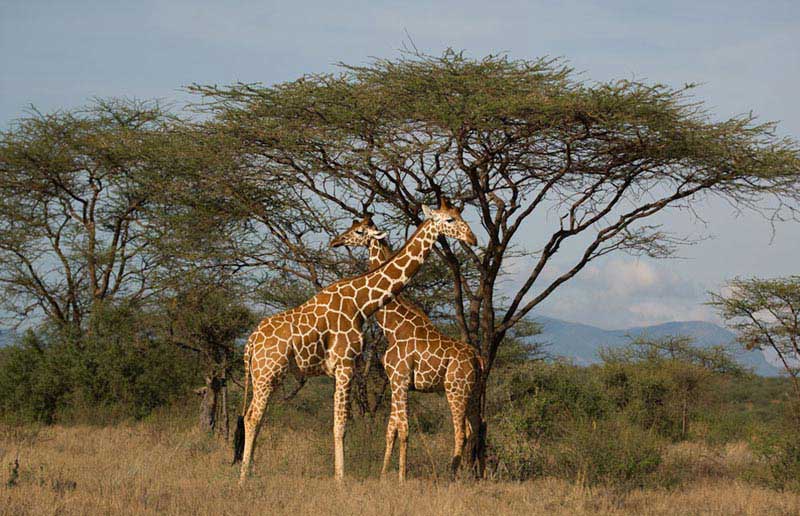 Samburu, Aberdares, Lakes Nakuru, Naivasha, Masai Mara - 7 Days Kenya Safari Tour