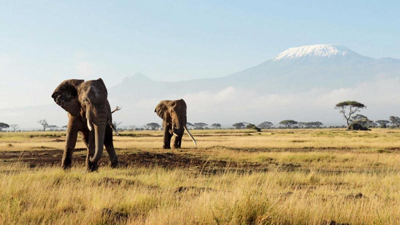 Amboseli, Lake Naivasha, Lake Nakuru, Masai Mara - 8 Days Discover Kenya Safari Tour