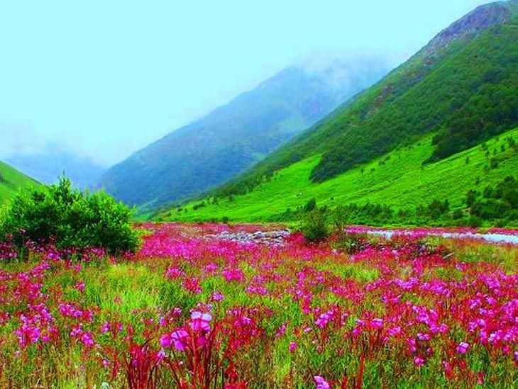 4 Nights - Valley Of Flowers Ladakh Tour