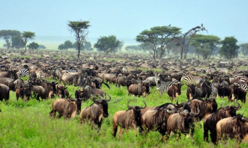 The Great Migration Kenya & Tanzania Fly-N-Stay Tour