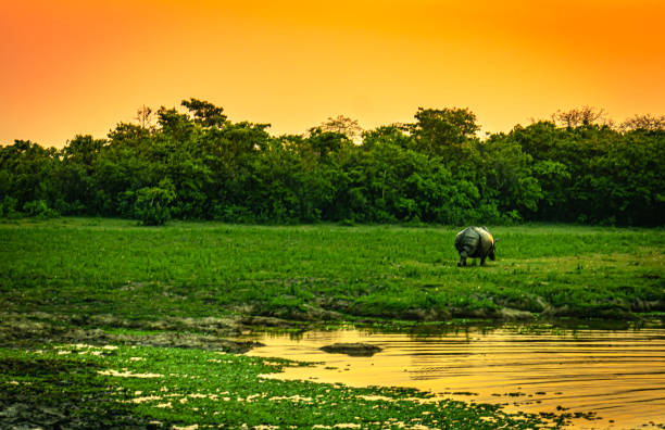 7 Nights 8 Days Shillong - Assam Package