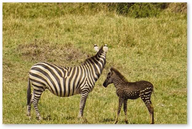 12 Days Kenya And Tanzania Via Lake Victoria Tour