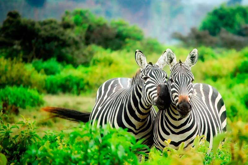 7 Days Kenya And Tanzania Safari Tour