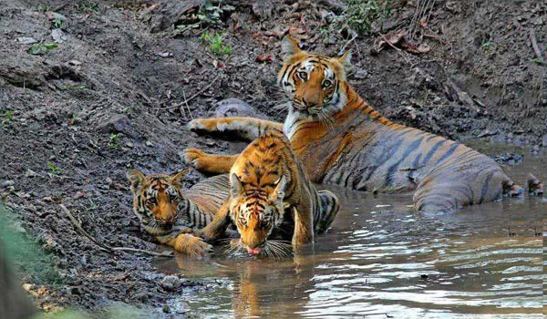 Exclusive Rail Tour Package of the Corbett