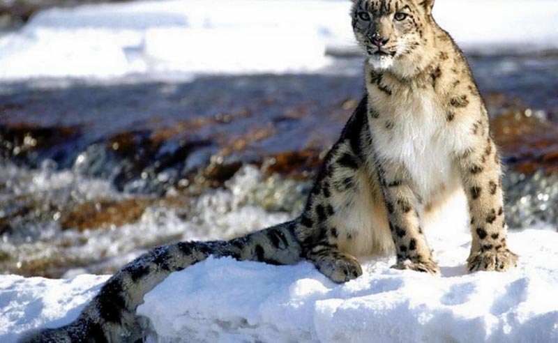 Snow Leopard Trek Tour
