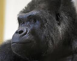 2 Days Rwanda Mountain Gorilla Experience