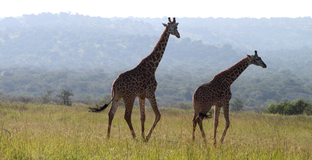 1 Day Akagera National Park Tour