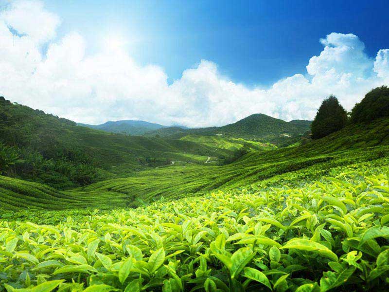 Tea Route Package