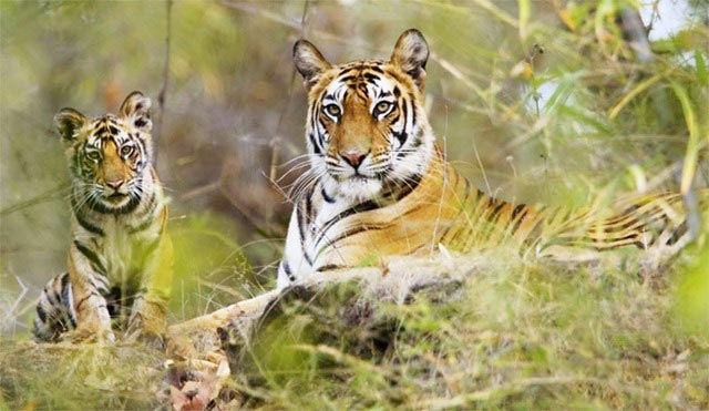 Corbett Tiger Safari Tour Package