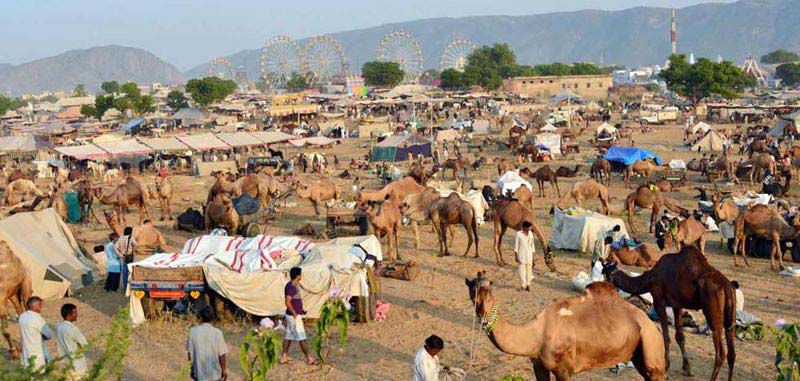 Rajasthan Exclusive With Pushkar Tour