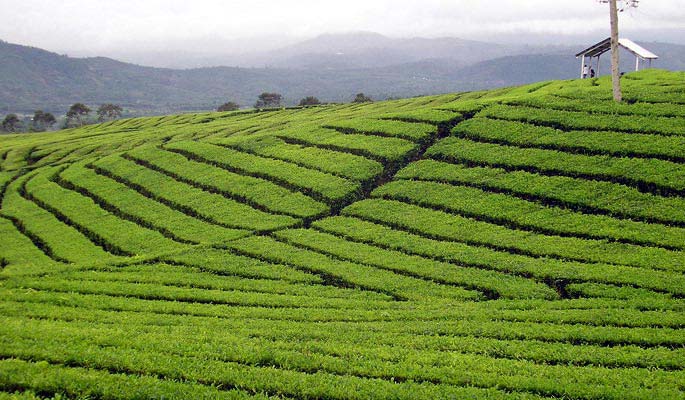 Tea Cities Of India Package