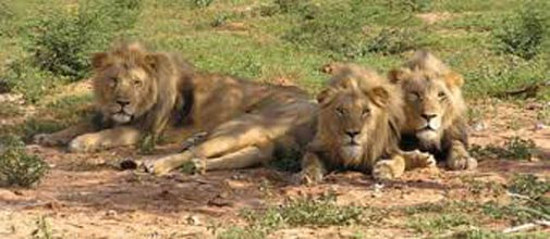 Wildlife Safari In Gujarat Package