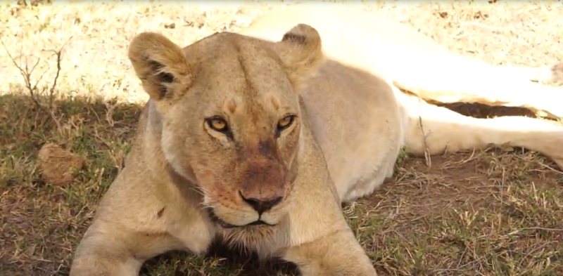 5 Days migration Safaris, Northern Tanzania