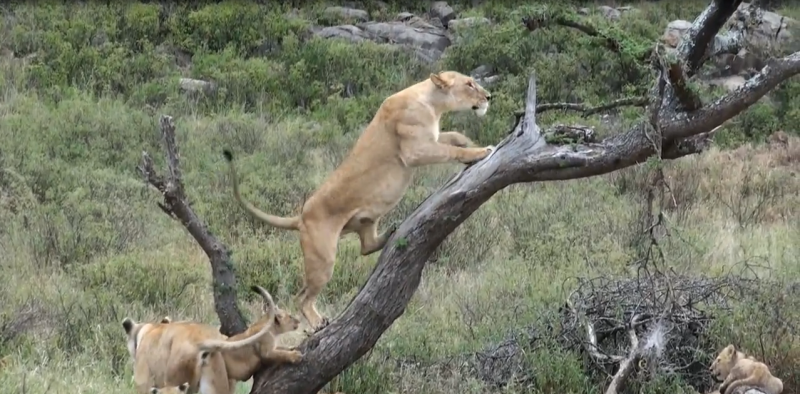 5 Days migration Safaris, Northern Tanzania