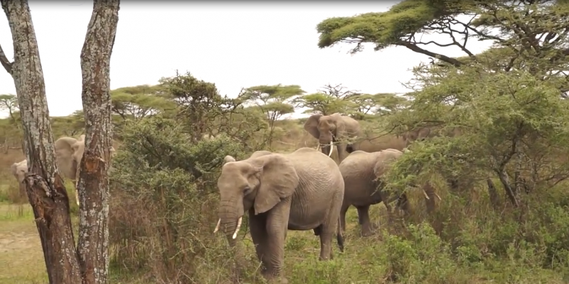 5 Days migration Safaris, Northern Tanzania