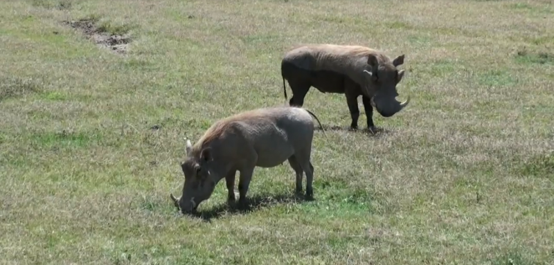 5 Days migration Safaris, Northern Tanzania