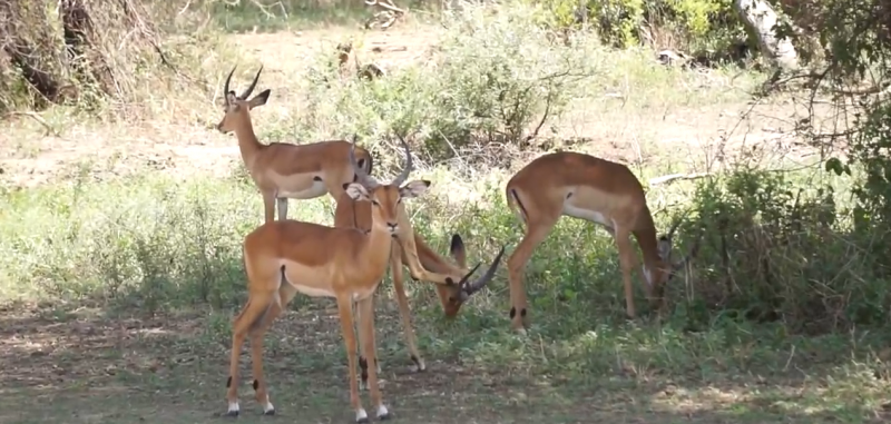 5 Days migration Safaris, Northern Tanzania