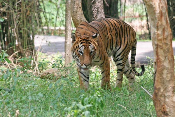 Assam Wildlife Tour