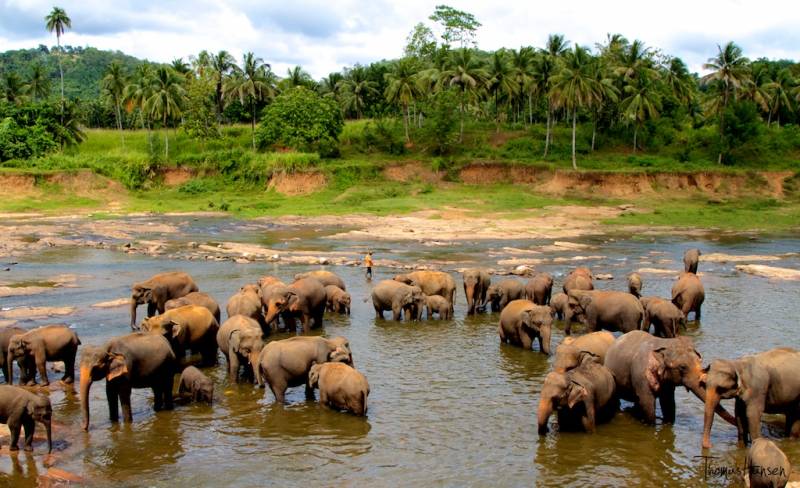 Srilanka Package Nature Special 7 Night 8 Days Tour