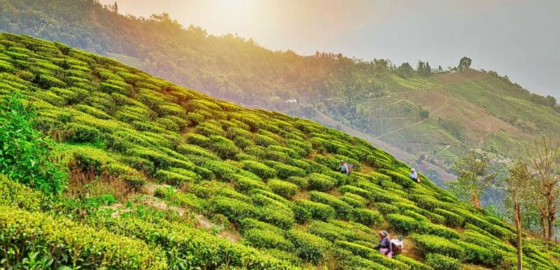 Best Honeymoon Sikkim Package for 5 Days