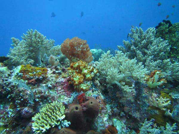 Explore Komodo Package