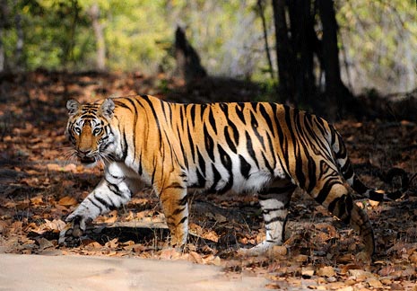 India Tiger Safari Tour Package