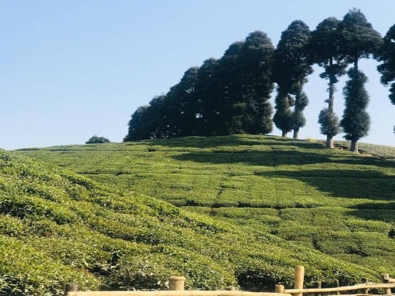 Darjeeling Namchi Gangtok Tour