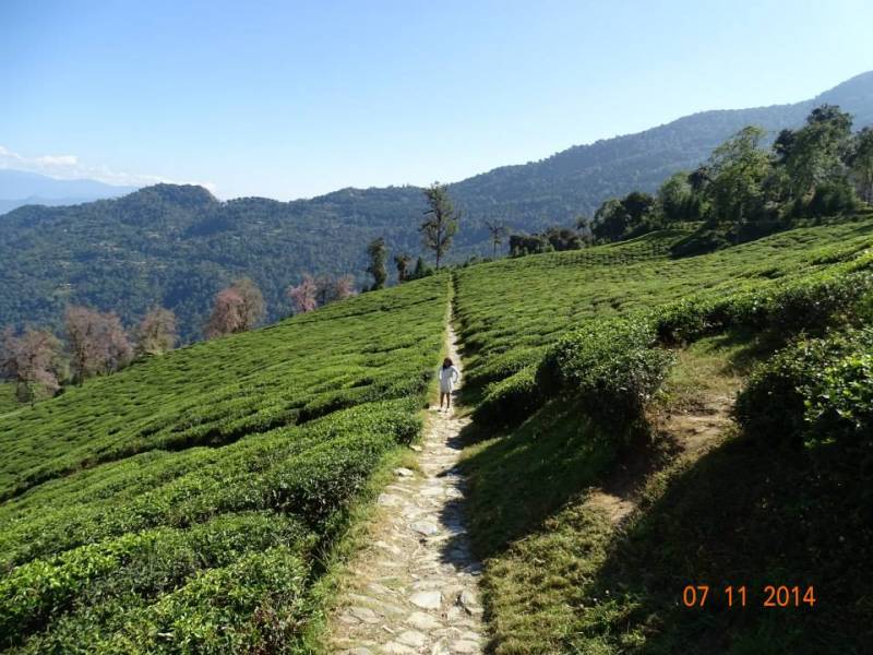 Darjeeling Namchi Gangtok Tour