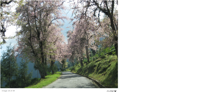 Explore Ravangla Tour