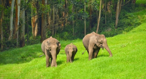 Seven Days Kerala Tour Packages