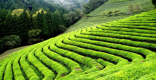 Weekend Mysore to Ooty