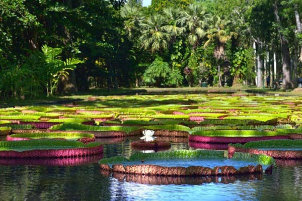 Exploring the North Of Mauritius Tour