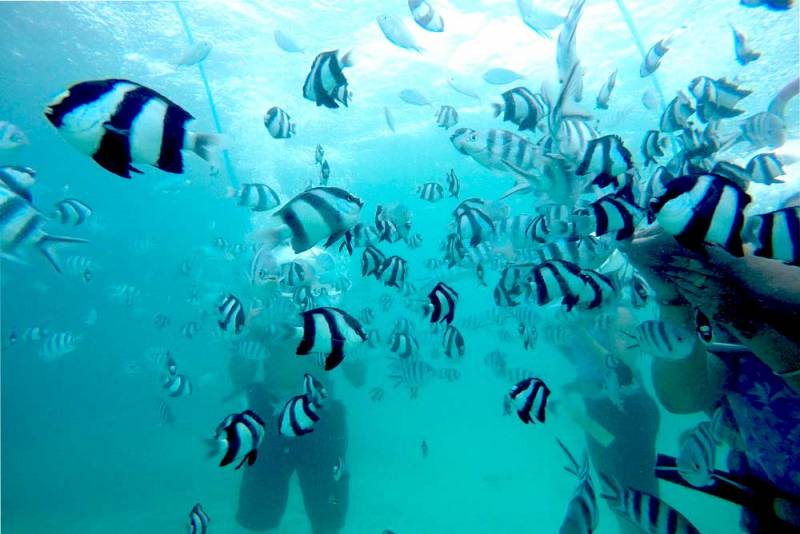 Mesmerizing Ile aux Cerfs: Speed Boat, GRSE, Lunch & Undersea walk (Full Day) Tour