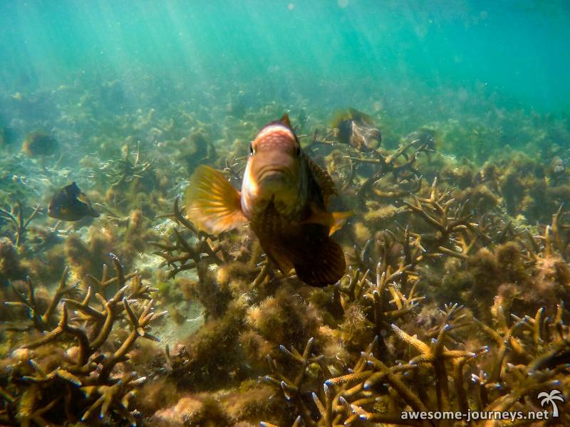 Mesmerizing Ile aux Cerfs: Speed Boat, GRSE, Lunch & Undersea walk (Full Day) Tour