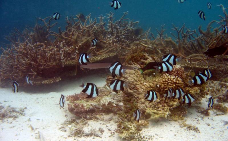 Mesmerizing Ile aux Cerfs: Speed Boat, GRSE, Lunch & Undersea walk (Full Day) Tour